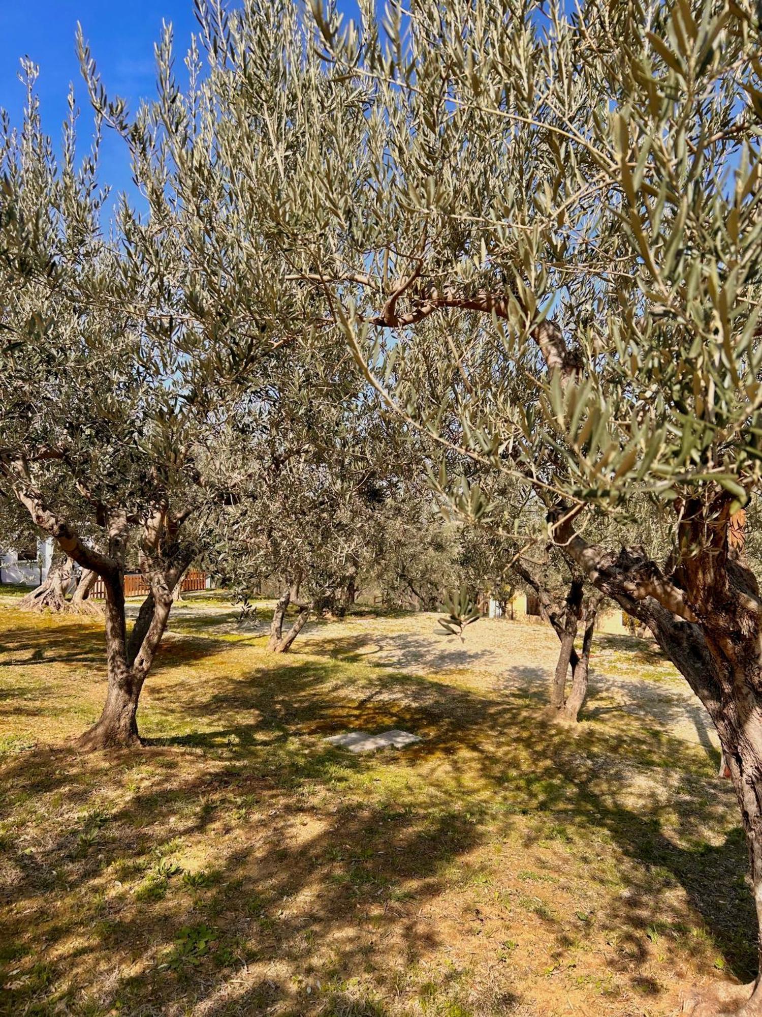 Oasi Macerina Villa Alanno Exteriör bild