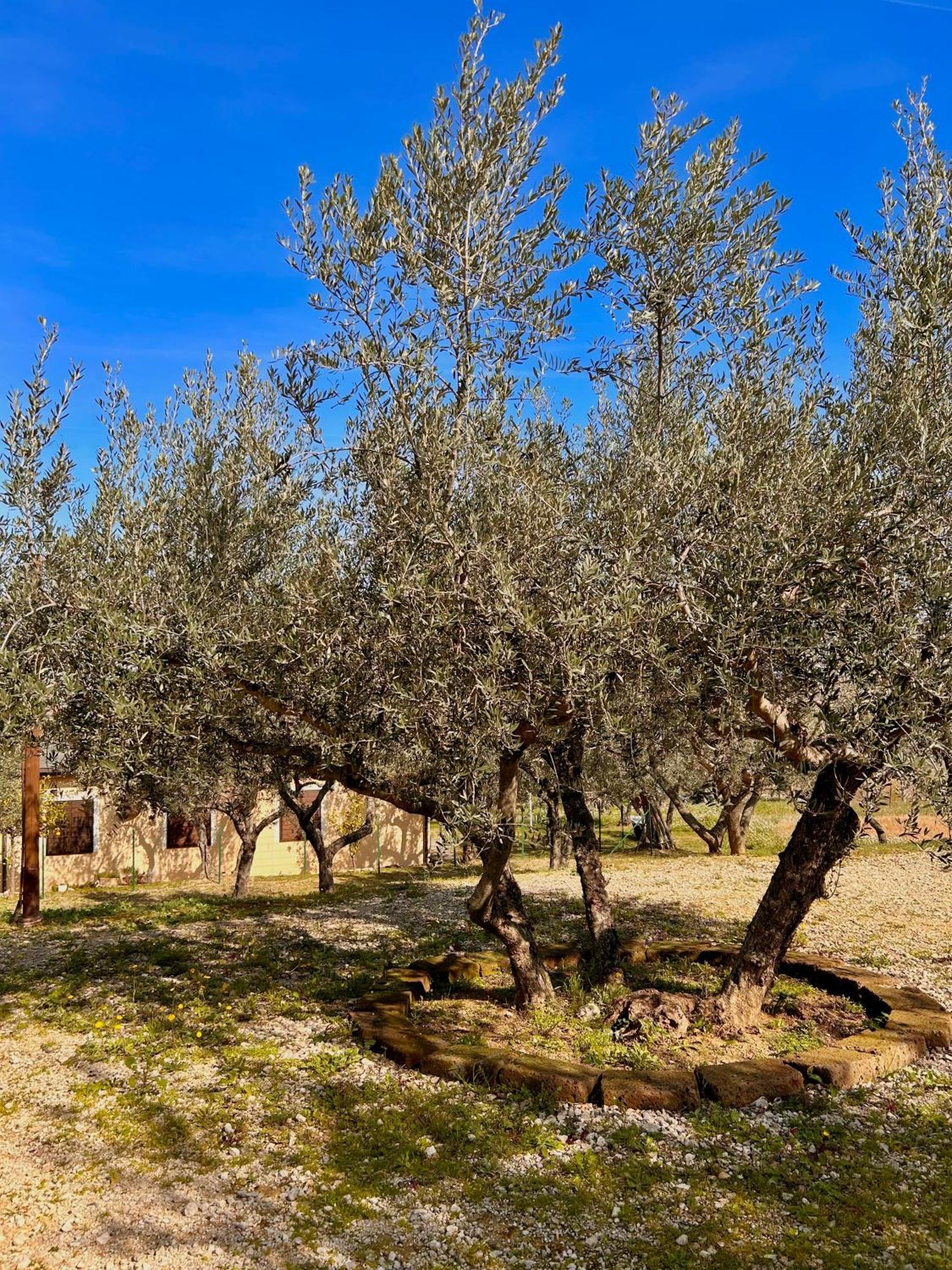 Oasi Macerina Villa Alanno Exteriör bild