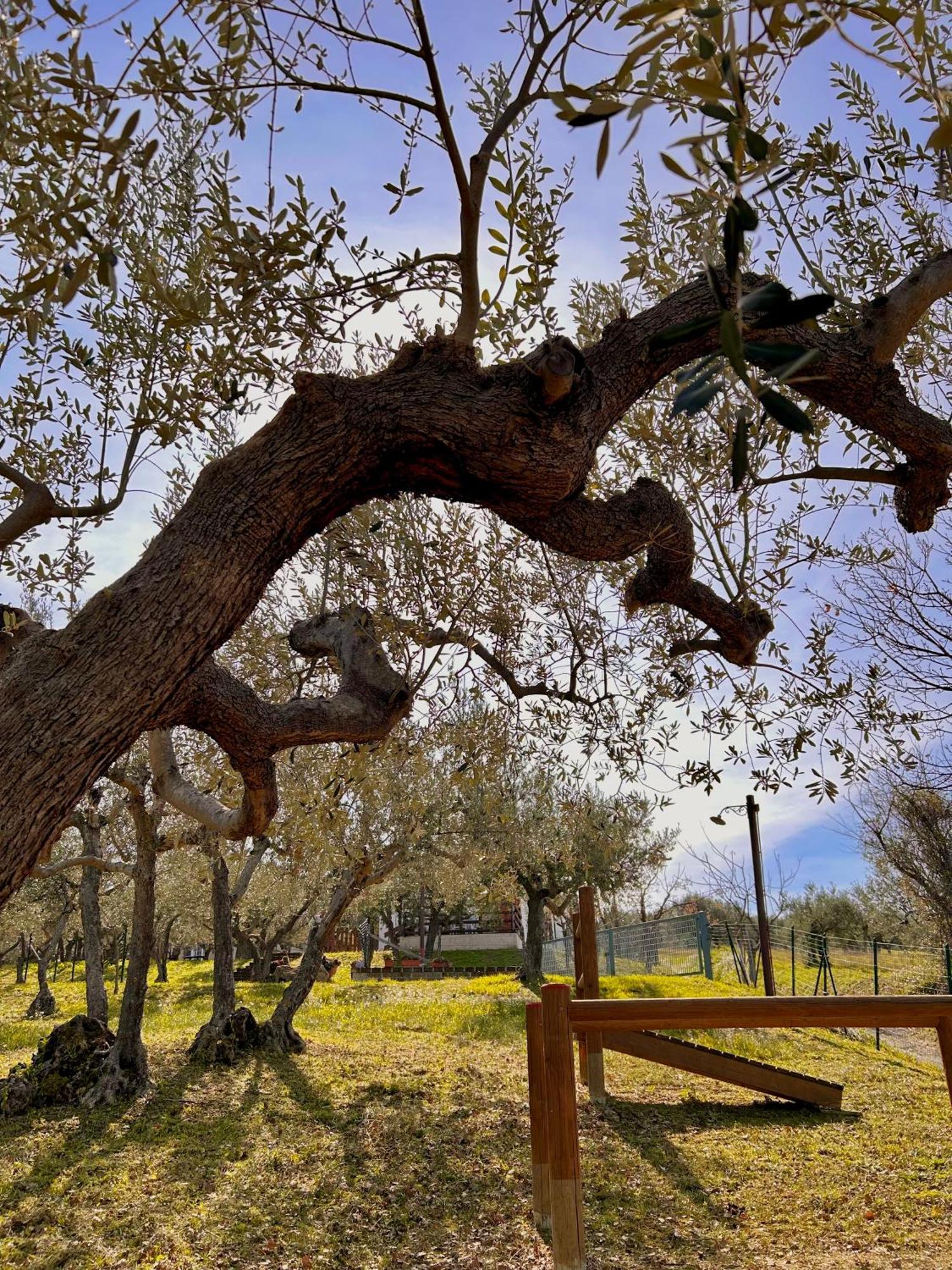 Oasi Macerina Villa Alanno Exteriör bild